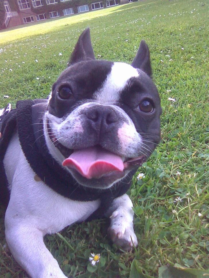 Fransk bulldog Karla - Så jeg max klar! billede 12