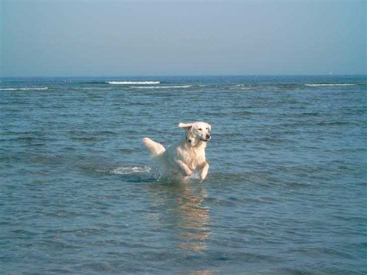 Golden retriever Zita billede 9