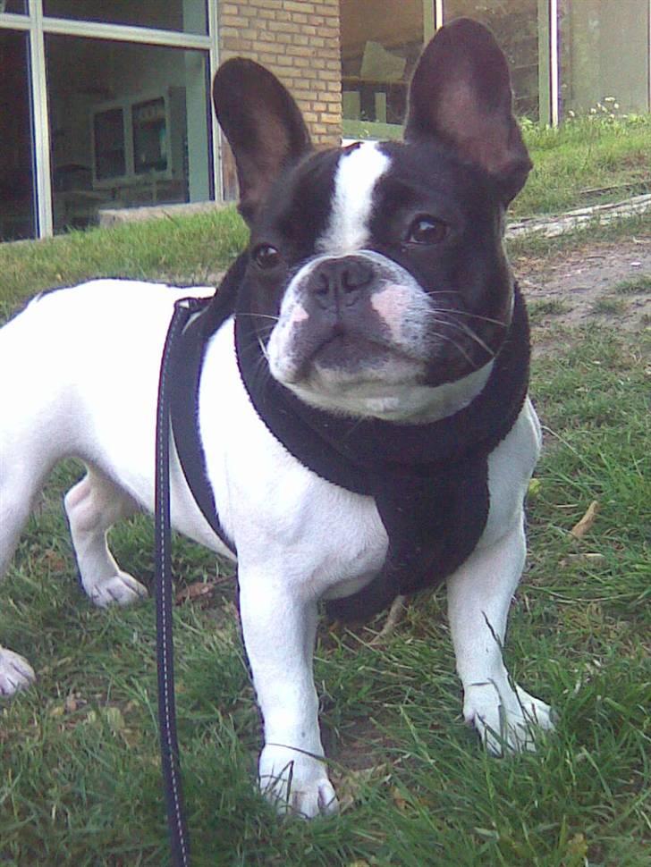 Fransk bulldog Karla - Hmm mon snart mine venner kommer, vi plejer da at mødes i parken kl 18..... billede 13