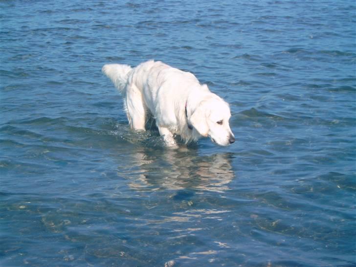 Golden retriever Zita billede 10