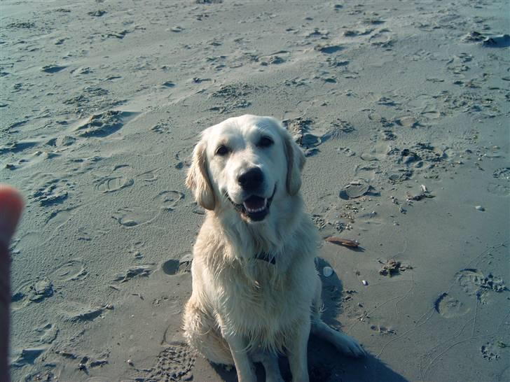 Golden retriever Zita billede 11