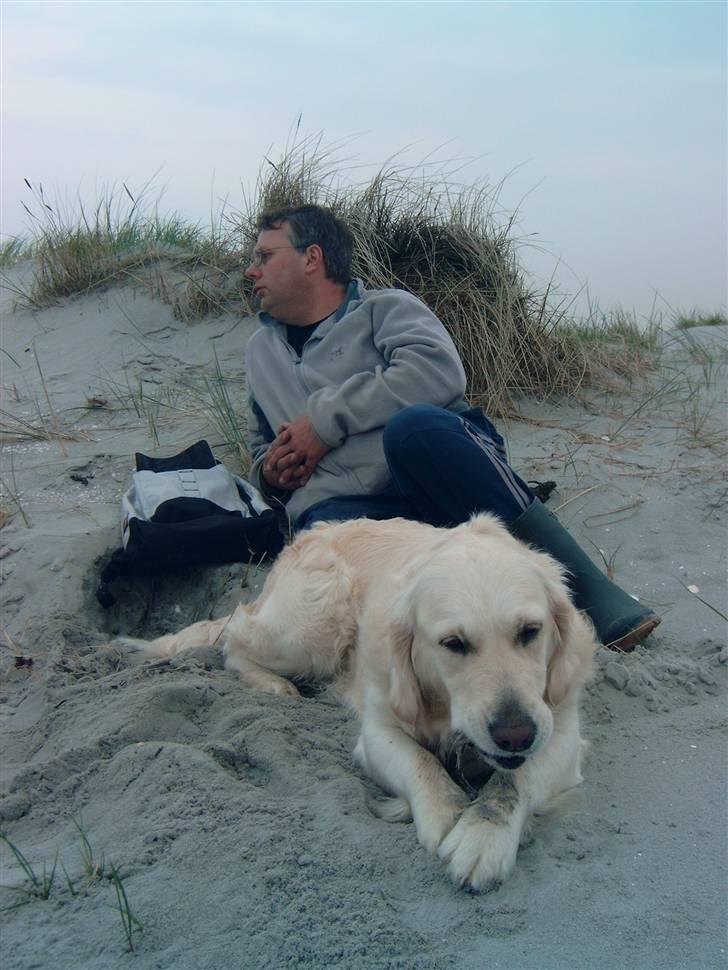 Golden retriever Zita billede 12