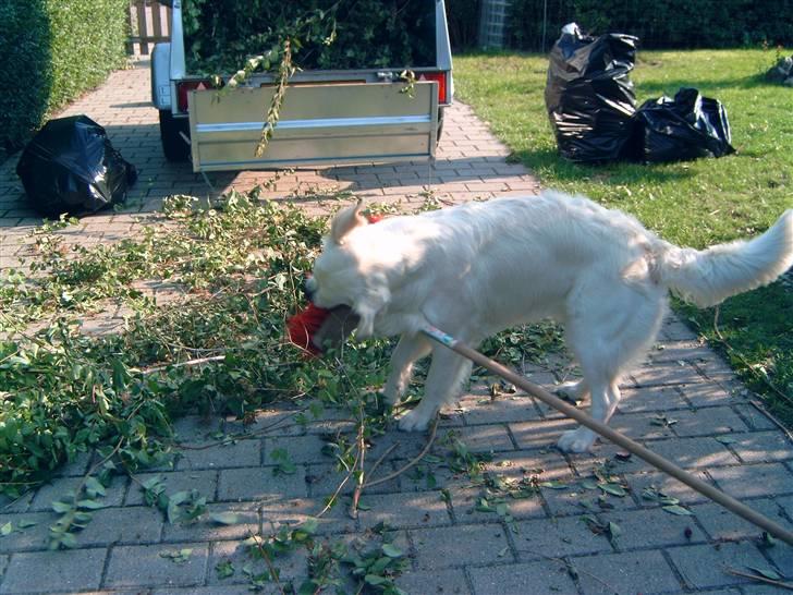 Golden retriever Zita billede 13