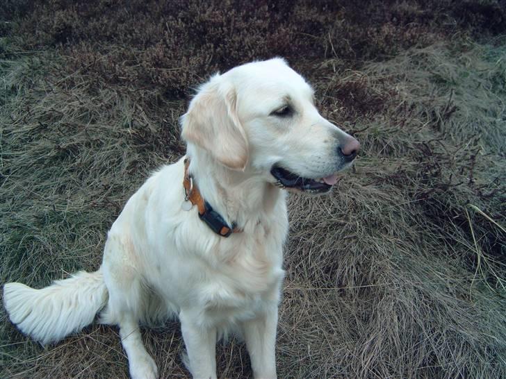 Golden retriever Zita billede 14