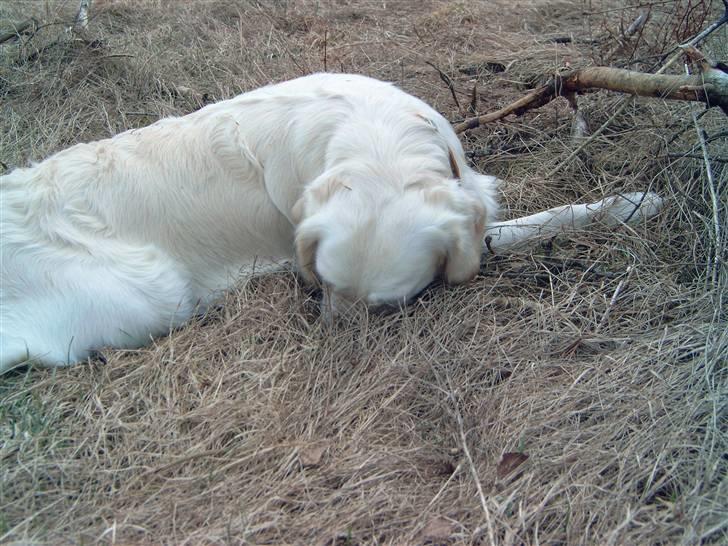 Golden retriever Zita billede 16