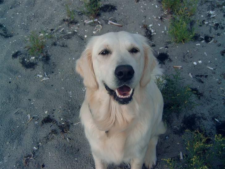 Golden retriever Zita billede 17