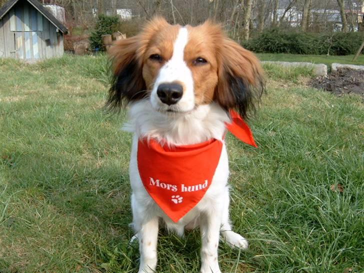 Kooikerhondje Baschko`s Felicia billede 14