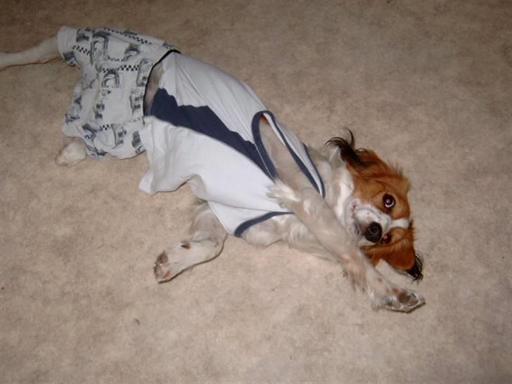 Kooikerhondje Baschko`s Felicia - Anders har klædt mig ud billede 15