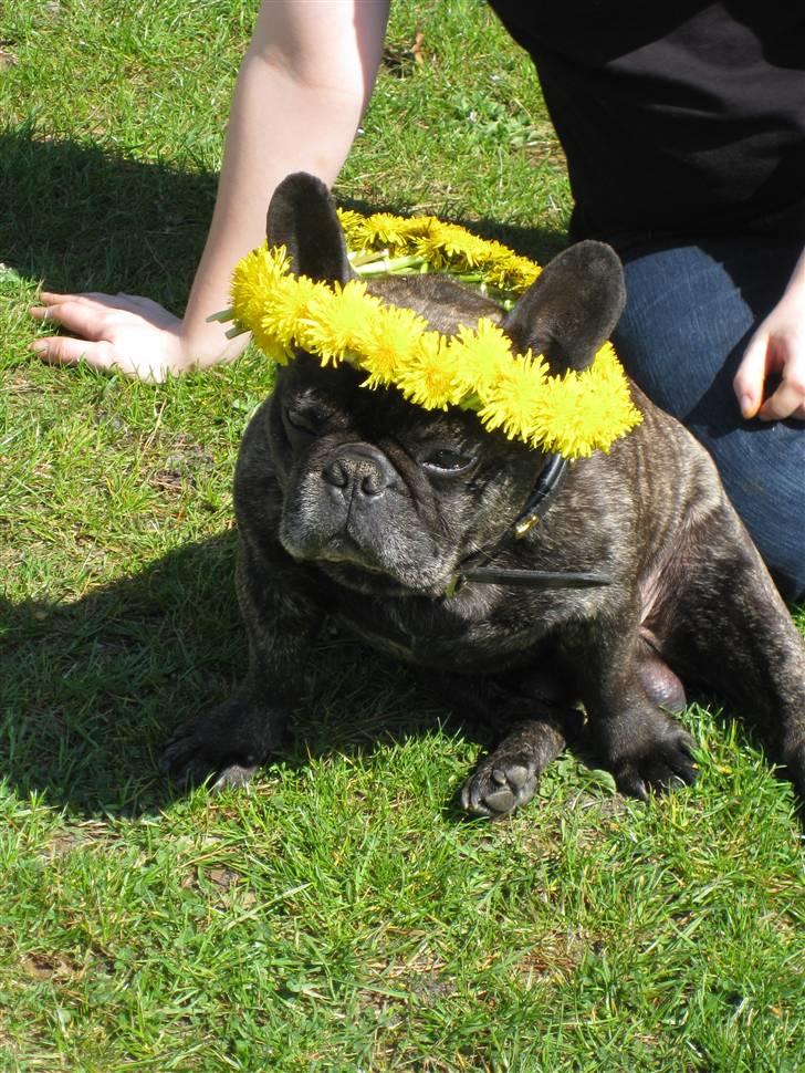 Fransk bulldog Rane Viking R.I.P. <3 billede 10