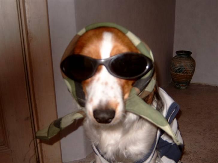 Kooikerhondje Baschko`s Felicia - Er jeg lidt sej?? billede 16