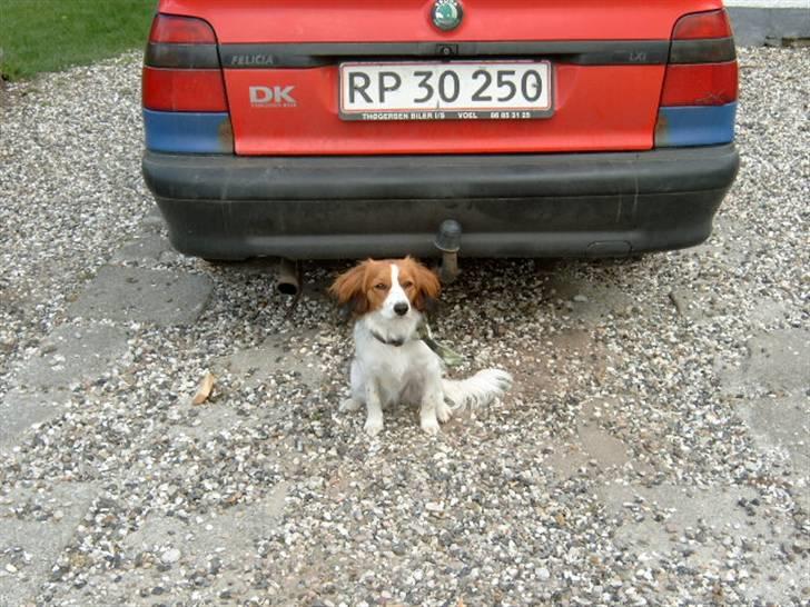Kooikerhondje Baschko`s Felicia - Er jeg ikke flottere end bilen:-) billede 17