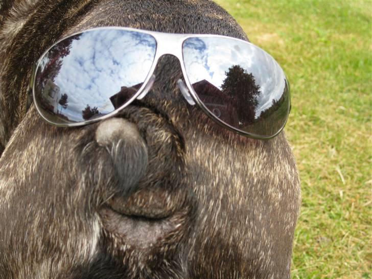 Fransk bulldog Rane Viking R.I.P. <3 billede 12