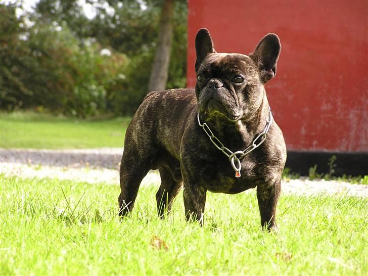 Fransk bulldog Rane Viking R.I.P. <3 billede 14