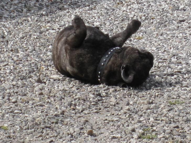 Fransk bulldog Rane Viking R.I.P. <3 billede 17