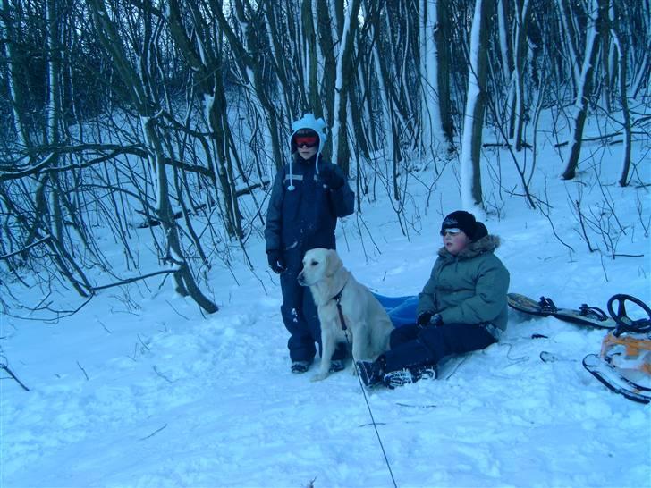 Golden retriever Zita billede 18