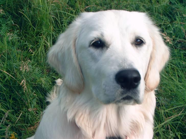 Golden retriever Zita billede 19