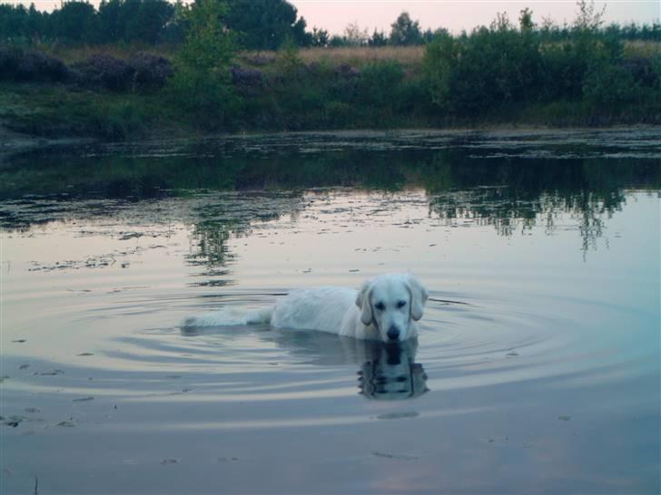 Golden retriever Zita billede 20