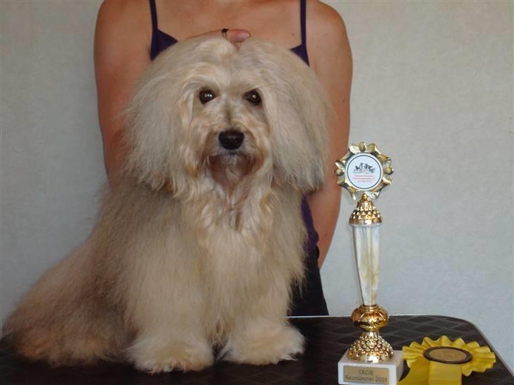 Bichon havanais Jabir´s Danés Batisto - Jubii så er jeg blevet VDH Champion :-)  billede 7