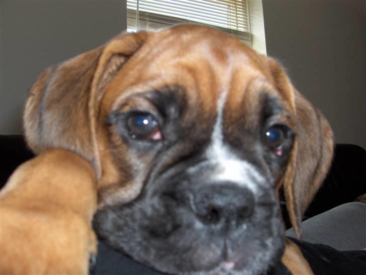 Boxer Enya - Enya 5 mdr gammel. c",) billede 1