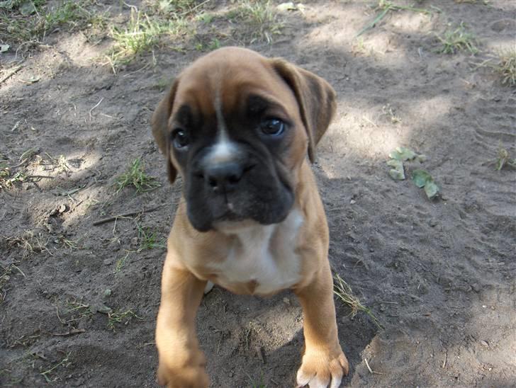 Boxer Enya - må jeg komme med hjem nu?? er jo snart 8 uger...  billede 2