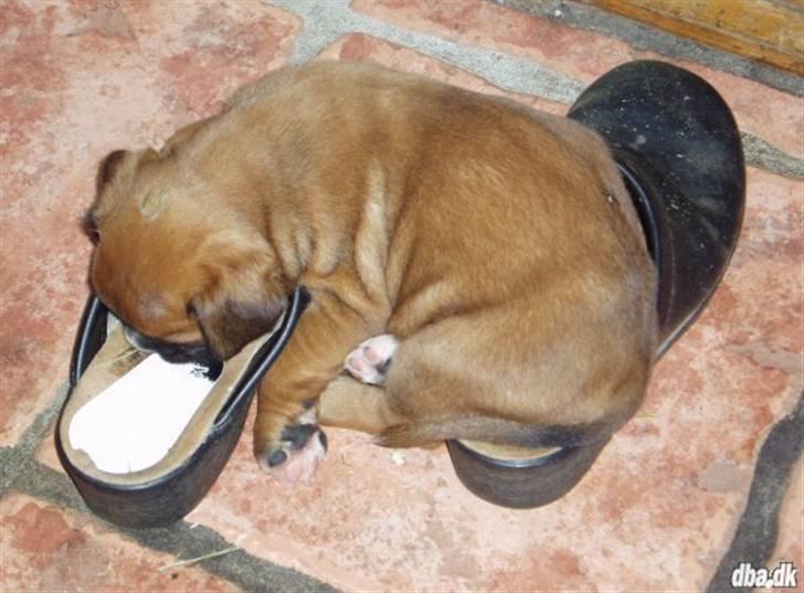 Boxer Enya - Enya da hun var 5 uger c",)  billede 3