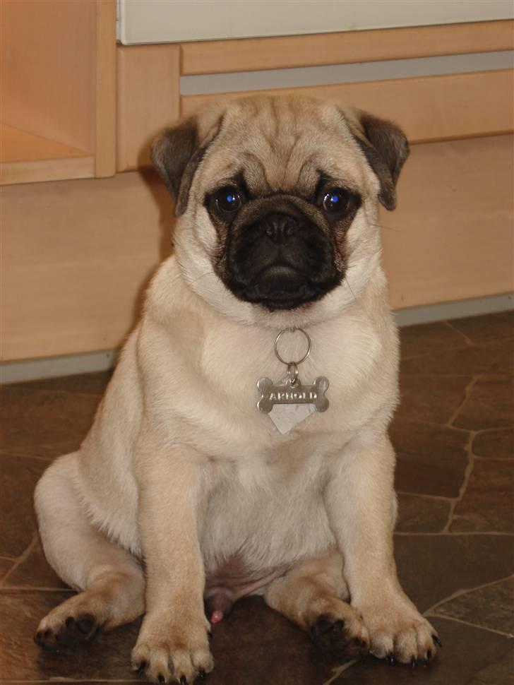 Mops Arnold billede 9