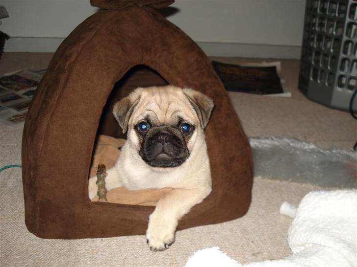 Mops Arnold billede 11