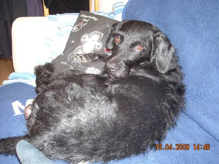 Blanding af racer Rottehund Max - hallo jeg sover jeg vil ikke vækkes billede 10