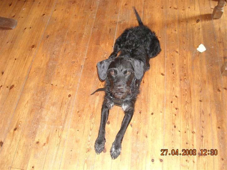 Blanding af racer Rottehund Max - hvad skal jeg så lave billede 11