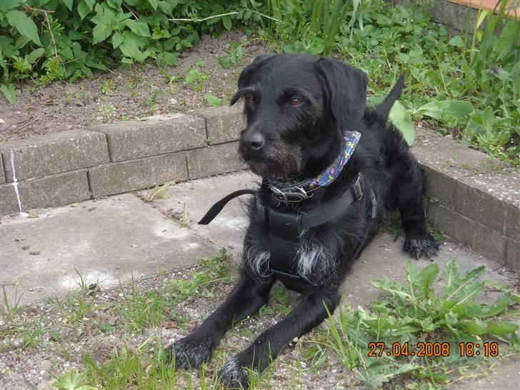 Blanding af racer Rottehund Max - det er altså en sød kat men jeg tør nu ikke gå derover billede 12