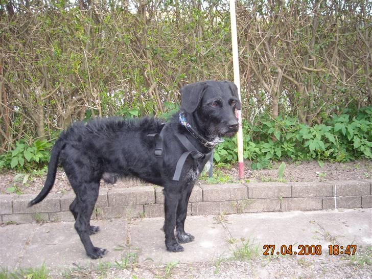 Blanding af racer Rottehund Max - kom nu her hen og leg med mig lille kat billede 13