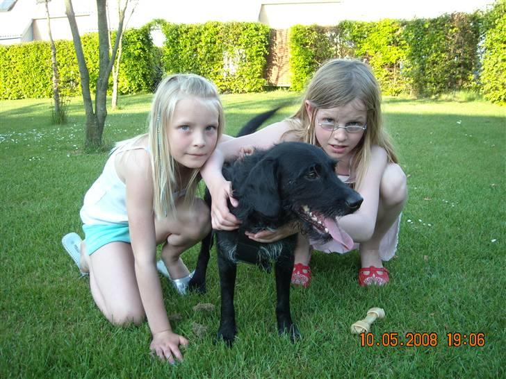 Blanding af racer Rottehund Max - mine julie´r kan stadig li´mig billede 14