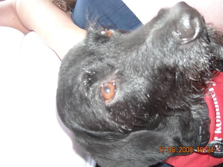 Blanding af racer Rottehund Max - jeg vil gerne hjem nu.. jeg er træt billede 15