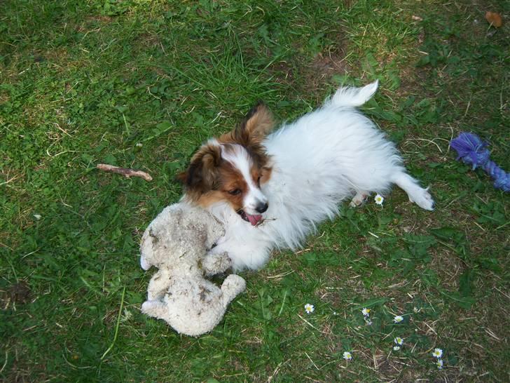 Papillon Westerbo´Anton - Den lille løve har nedlagt et lille lam..... billede 9
