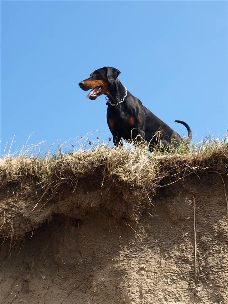 Dobermann GOF Charming Chianti billede 15