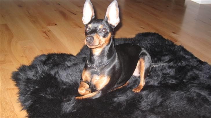 Dvaergpinscher Rødkildes Chillum - DIVA DOG, med stort D!!! billede 1