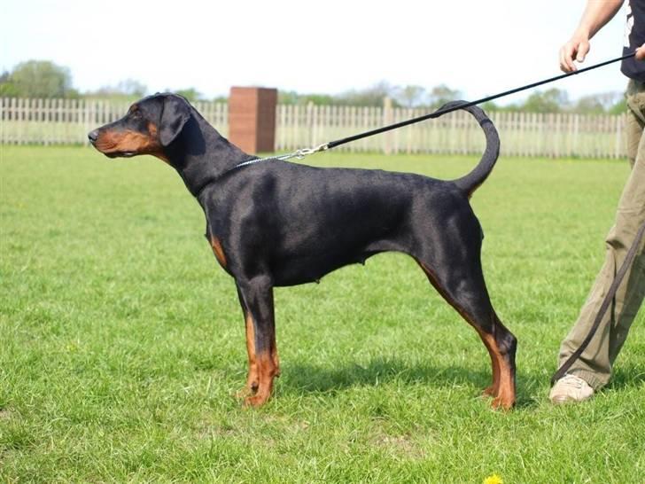 Dobermann GOF Charming Chianti - D. 12/12 billede 16