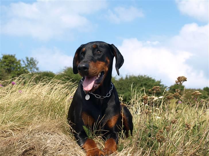 Dobermann GOF Charming Chianti billede 17