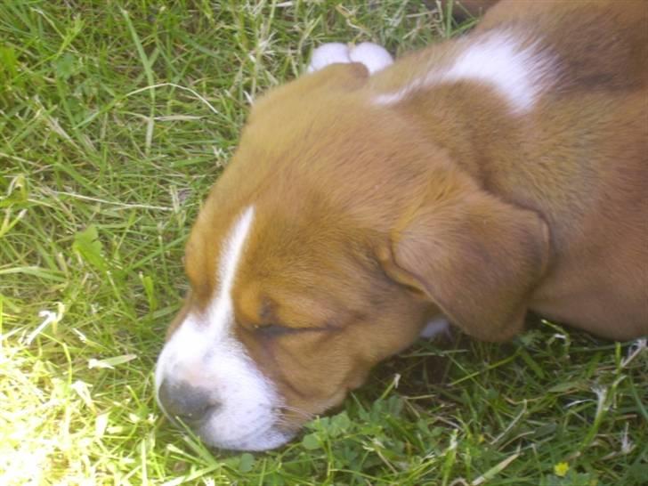 Blanding af racer Lotus  *RIP* - Træt lille hund billede 1