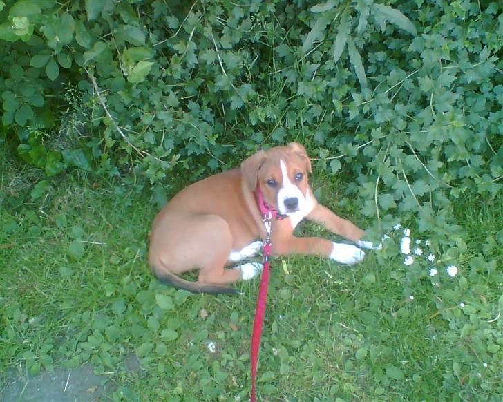 Blanding af racer Lotus  *RIP* - Lige kommet hjem til sin nye familie billede 2