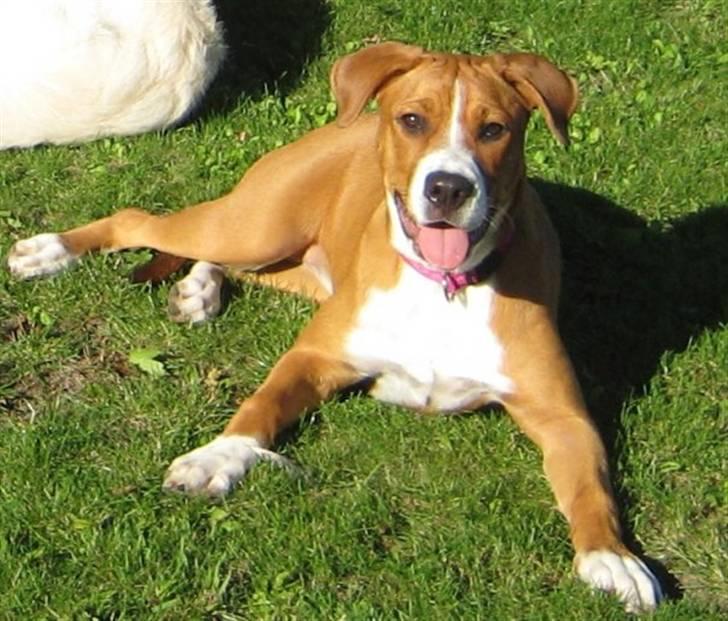 Blanding af racer Lotus  *RIP* - fars hund:-) billede 3