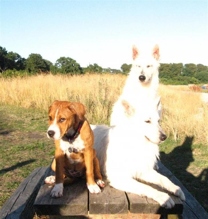 Blanding af racer Lotus  *RIP* billede 4