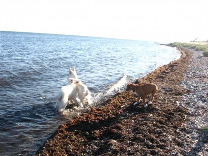 Blanding af racer Lotus  *RIP* billede 6