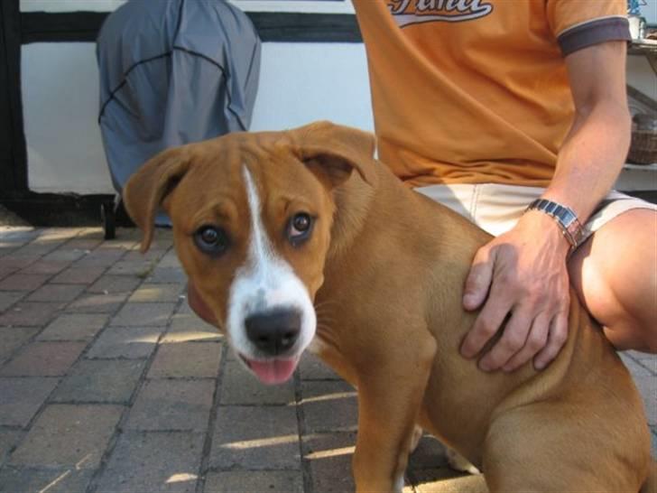 Blanding af racer Lotus  *RIP* billede 8