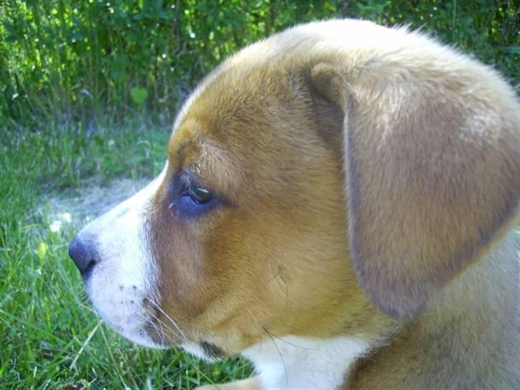 Blanding af racer Lotus  *RIP* billede 9