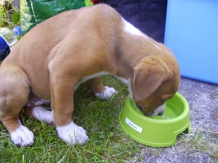 Blanding af racer Lotus  *RIP* billede 10