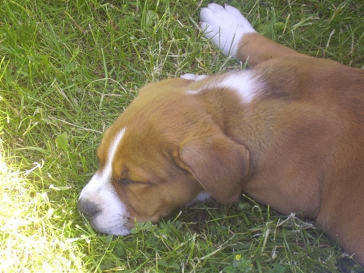 Blanding af racer Lotus  *RIP* billede 11