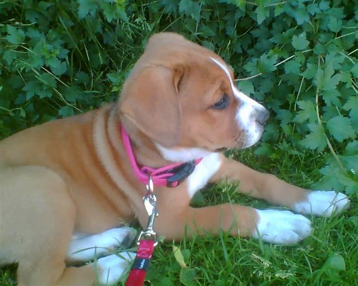 Blanding af racer Lotus  *RIP* billede 12