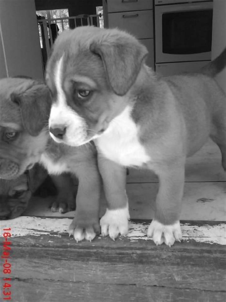 Blanding af racer Lotus  *RIP* billede 13