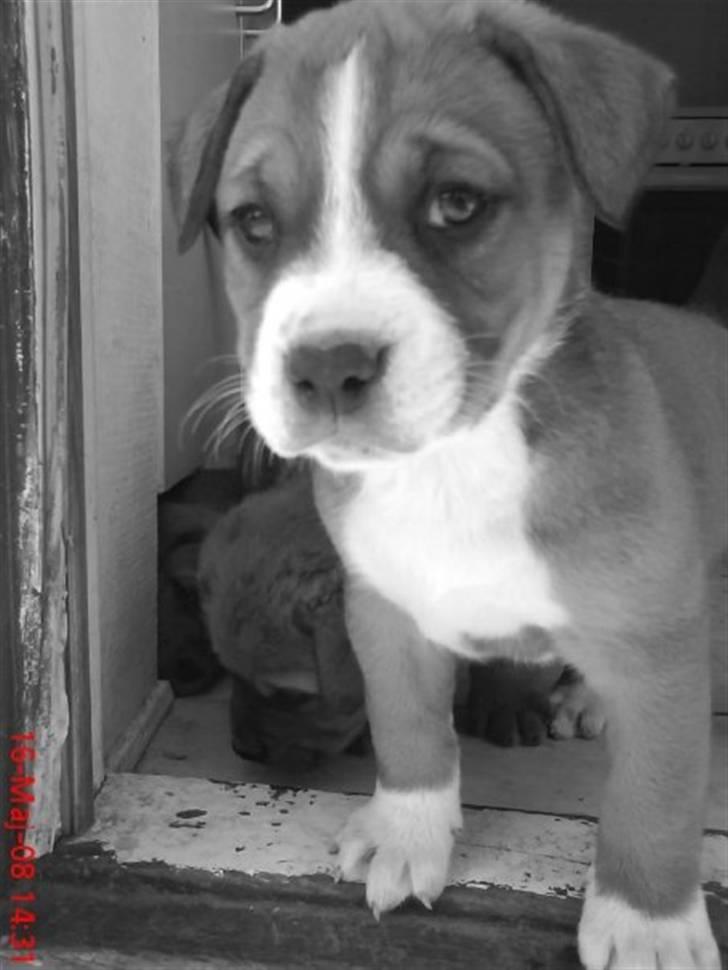 Blanding af racer Lotus  *RIP* billede 14